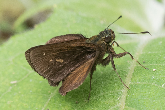 Psoralis degener -7239
