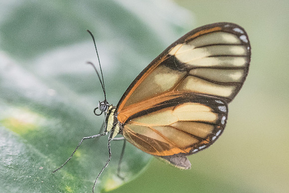 Pteronymia aletta--2085