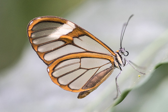 Pteronymia artena --2331 ou Pagyris cymothoe