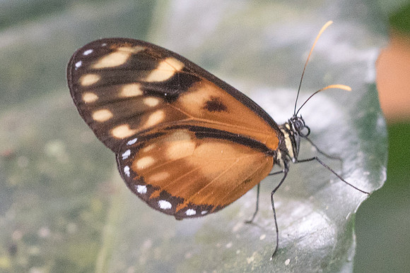 Pteronymia latilla nigricans-1939