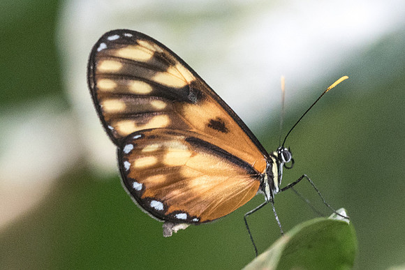 Pteronymia latilla nigricans-1947