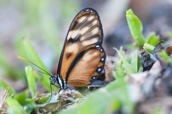 Pteronymia latilla-6967