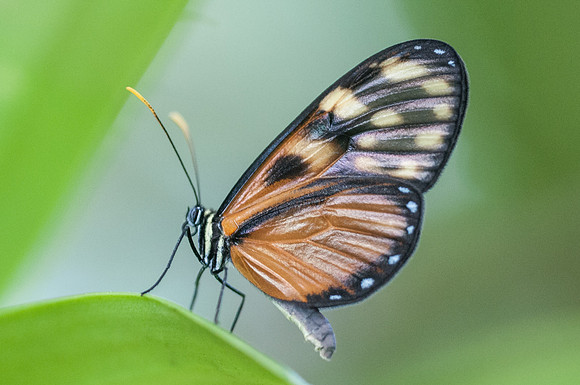 Pteronymia latilla-7748