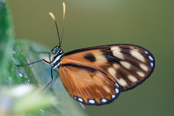 Pteronymia latilla-6942