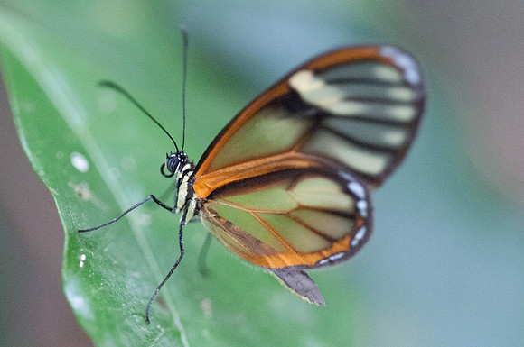 Pteronymia tucuna -8915