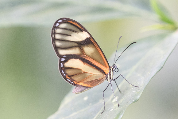 Pteronymia sp-2037
