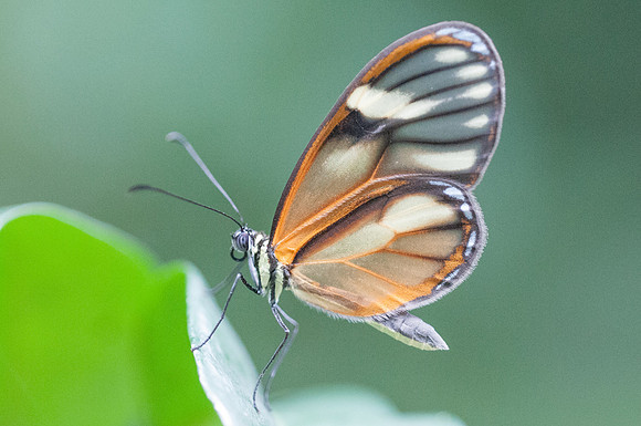 Pteronymia tucuna -8967