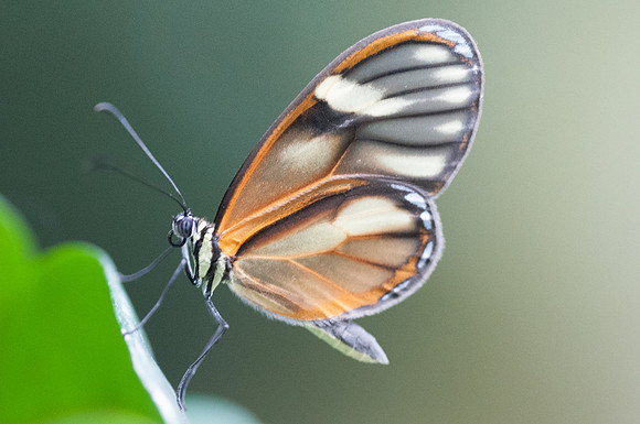 Pteronymia tucuna -8972