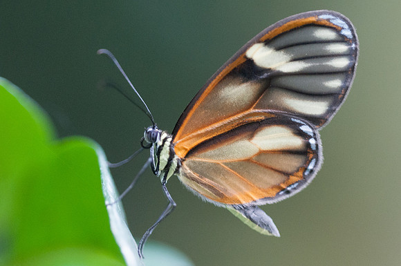 Pteronymia tucuna -8977
