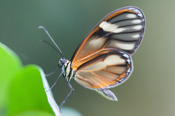 Pteronymia tucuna -8981