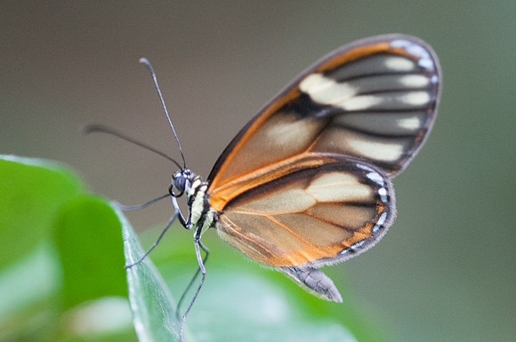 Pteronymia tucuna -8984