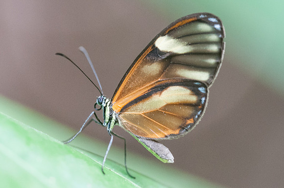 Pteronymia tucuna -9089