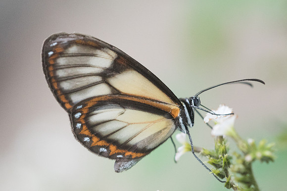 Pteronymia veia veia--7645