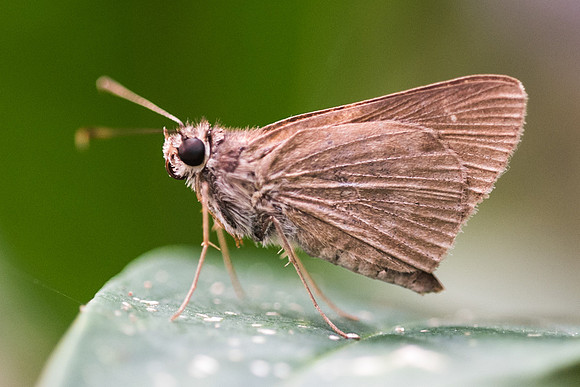 Quasimellana sp 3034