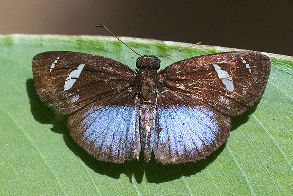 Pythonides jovianus -3259 - Bucaramanga - 16/05/19
