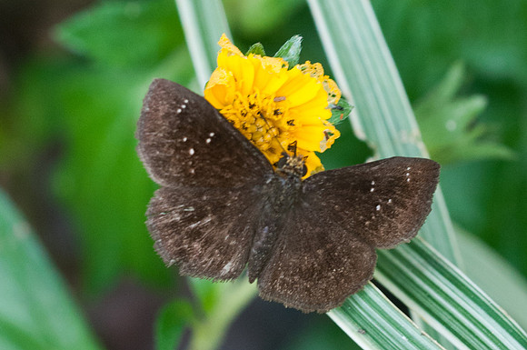 Staphylus sp-