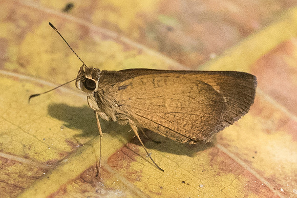Synapte malitiosa pericles-2946