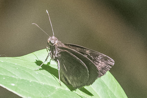 Synapte malitiosa pericles-2950