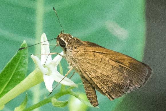 Synapte malitiosa pericles-2956