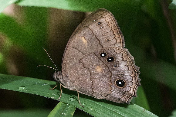 Taygetis kerea -3164