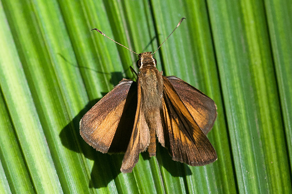 Synapte silius-6246