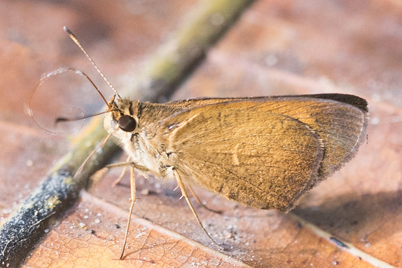 Synapte malitiosa pericles-2875