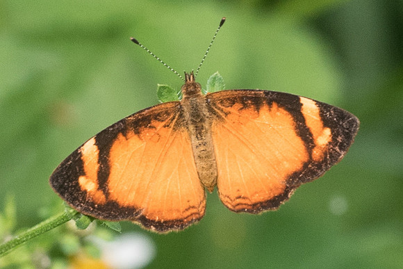 Tegosa claudina-2253 - Mesa de los santos - 15/05/19