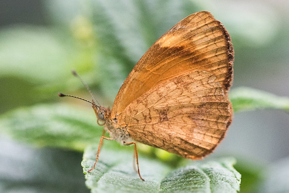 Tegosa anieta-7677