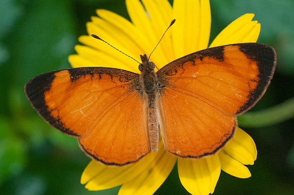 Tegosa claudina-6297 - San Gil - 24/07/15