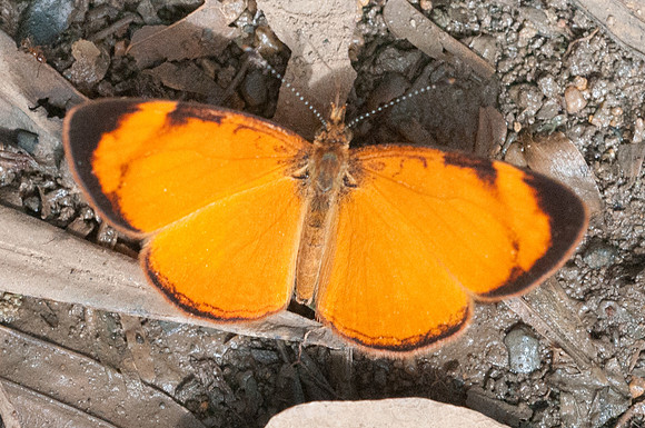 Tegosa claudina-6307 - San Gil - 24/07/15