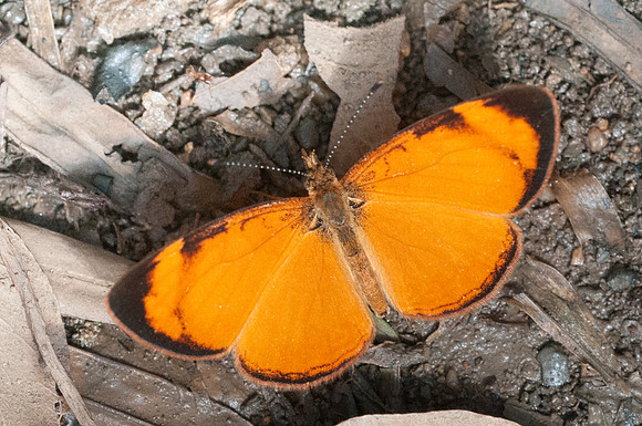 Tegosa claudina-6308 - San Gil - 24/07/15