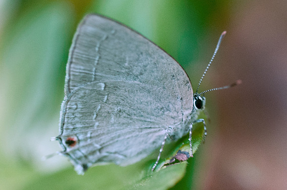 Theclopsis mycon-Modifier
