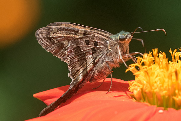 Urbanus proteus --2615 - Mesa de los santos - 15/05/19