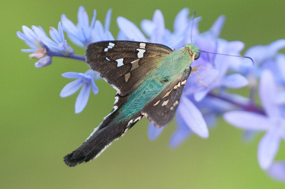 Urbanus sp--6353