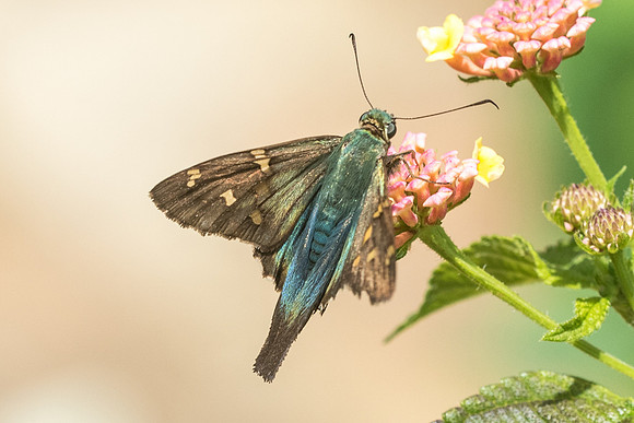 Urbanus sp-2581