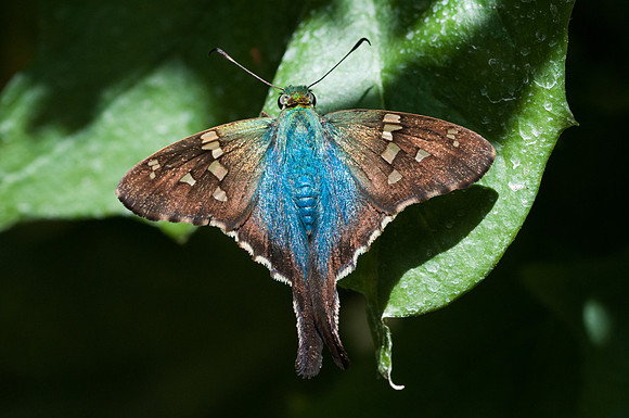 Urbanus viterboana -4289