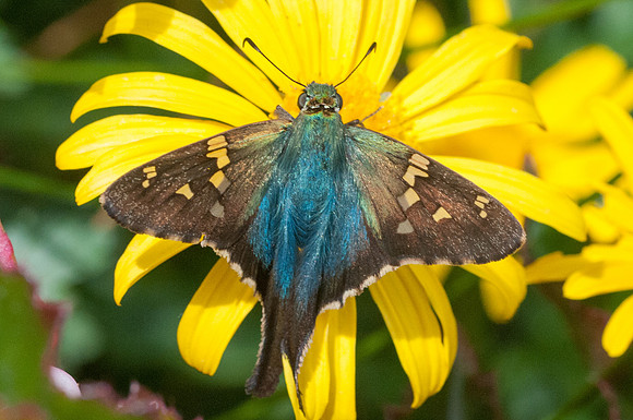 Urbanus viterboana-4386