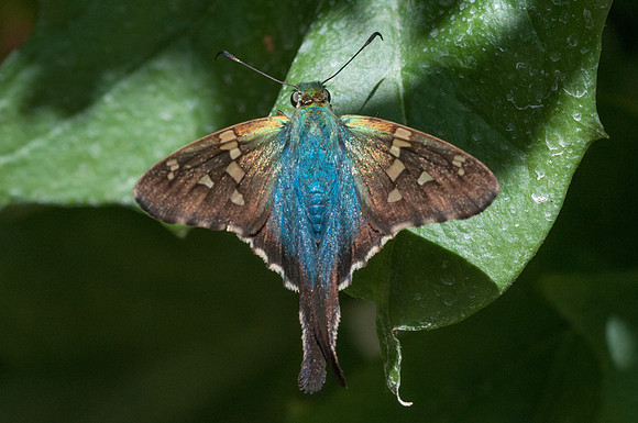 Urbanus viterboana -4293
