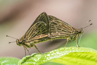 Vehilius stictomenes-3356