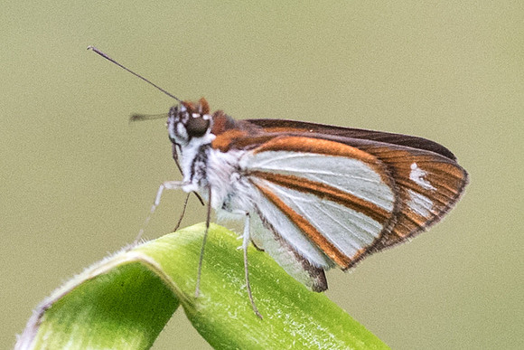 Vettius coryna-2773
