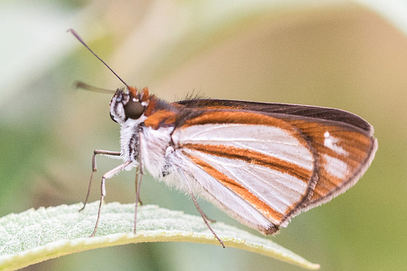 Vettius coryna-2803