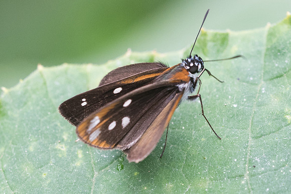 Vettius coryna-7390