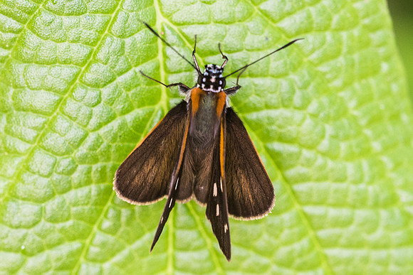 Vettius coryna-7471