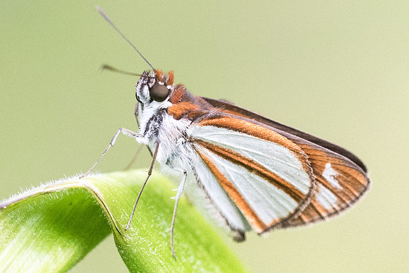 Vettius coryna-2776