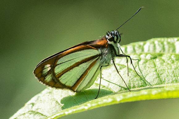Vettius coryna-7480