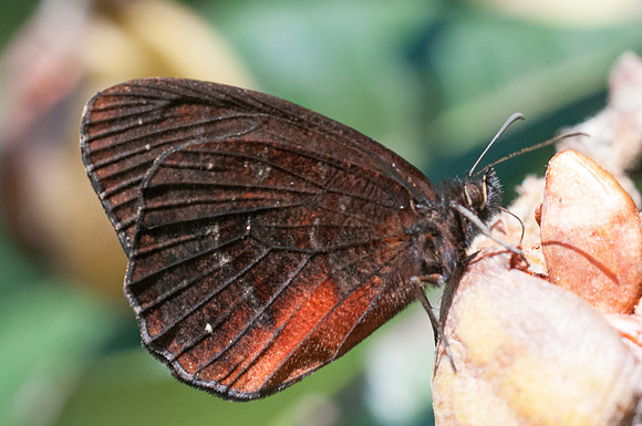 Viloriodes manis-