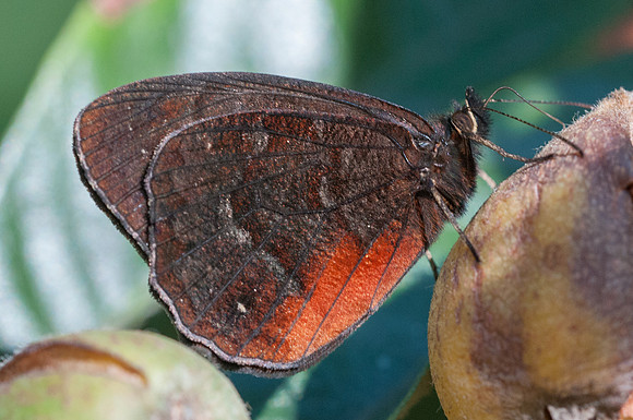 Viloriodes manis-7550