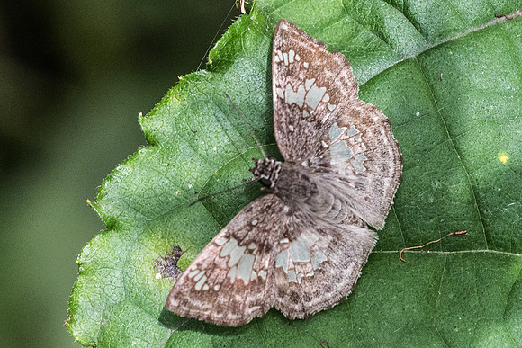 Xenophanes tryxus-2706