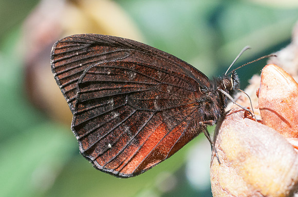 Viloriodes manis-7559