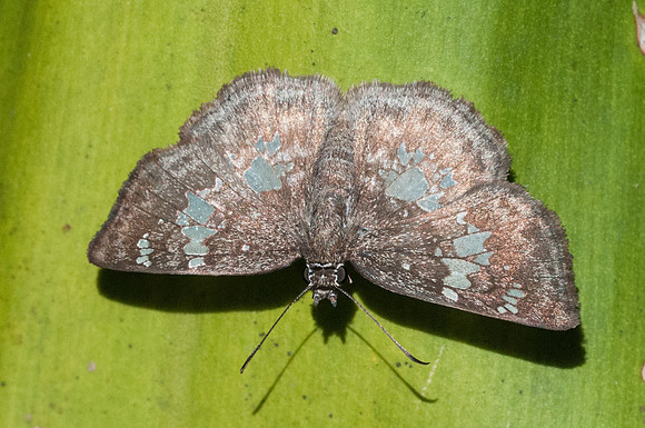 Xenophanes tryxus-6603